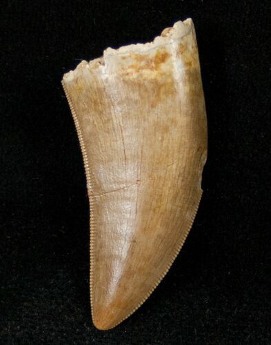 Wonderful Tyrannosaur Tooth - Montana #14694